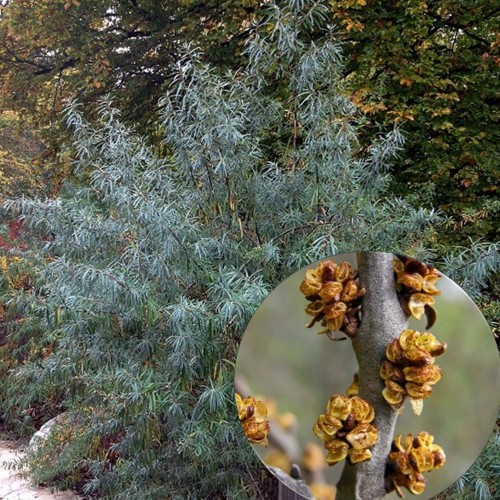 Hippophae rhamnoides 'Pollmix' - Harilik astelpaju 'Pollmix' isastaim C1/1L